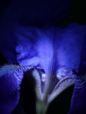 Blaue Iris aus der Serie Schwarze Blumen