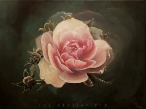 Rose im Nebel