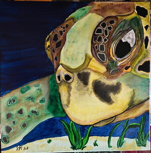 Wasserschildkröte Portrait