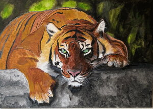 „Tiger“