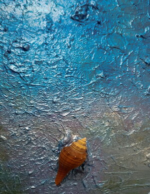 The Shell,detail